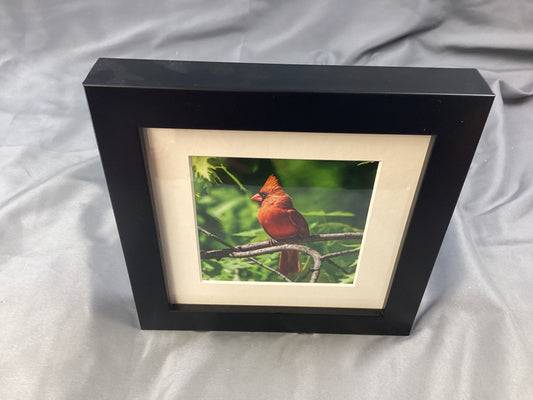 Perched Cardinal Print in Matted Black Frame