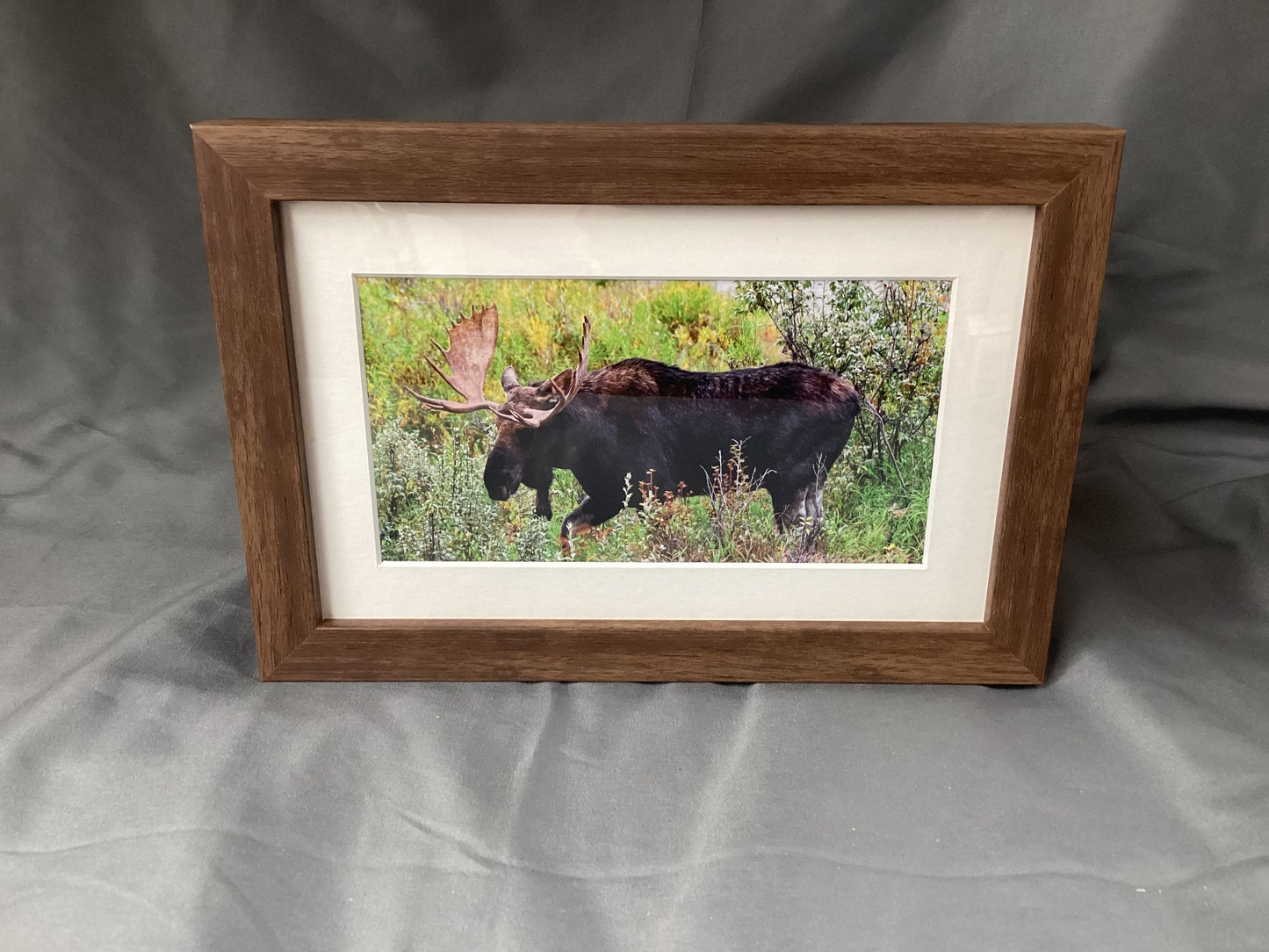 Moose in Natural Surroundings  - Matted Brown Wooden Frame