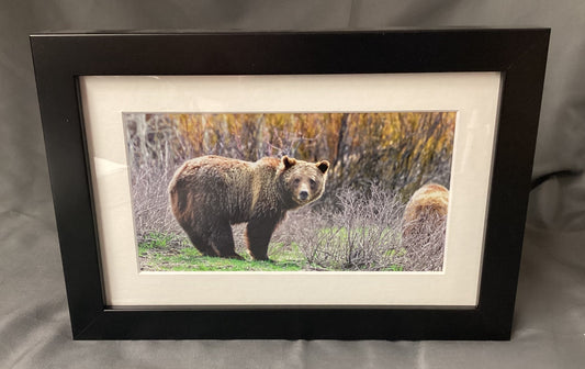 Bear in Natural Surroundings  - Matted in Black Wooden Frame